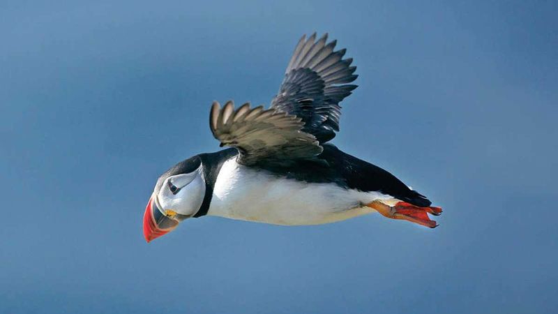 Longevity in Seabirds