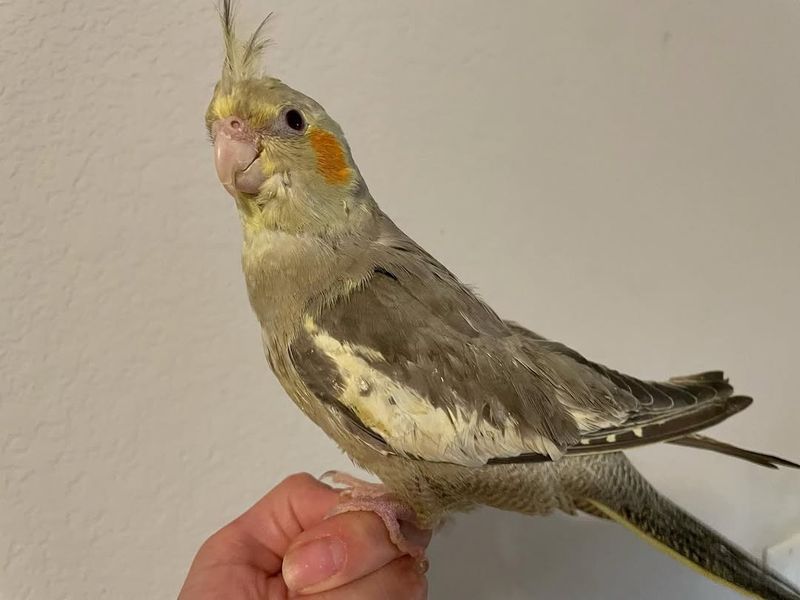 Cockatiel