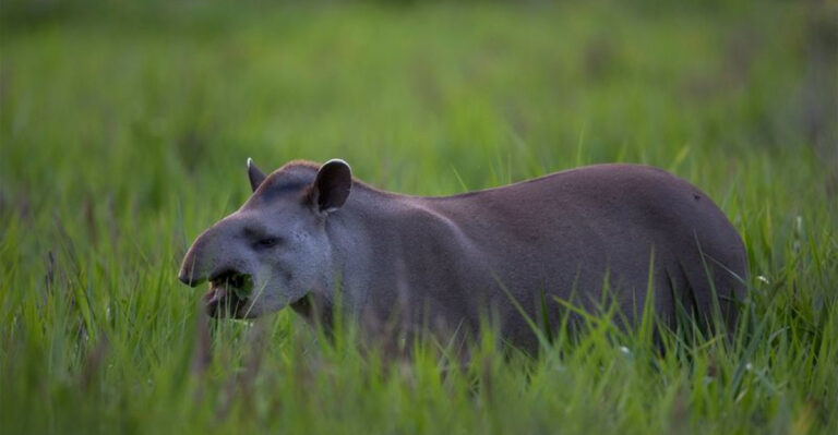 Lost For A Century: 15 Incredible Facts About South America’s Largest ‘Extinct’ Mammal