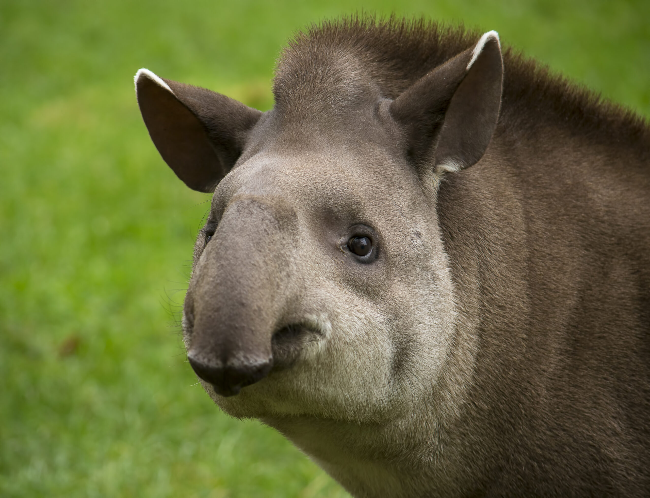 Lost For Over A Century 7 Reasons Scientists Are Celebrating The Return Of This Massive Mammal