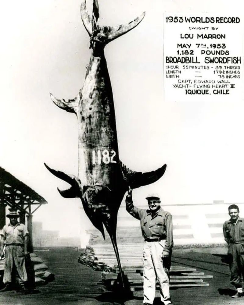 Lou Marron's Giant Black Marlin