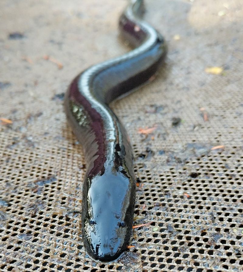 Louisiana's Swamp Sentinel: Three-toed Amphiuma