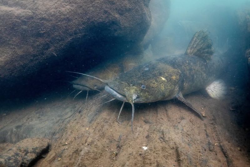 Louisiana's Monster Catfish