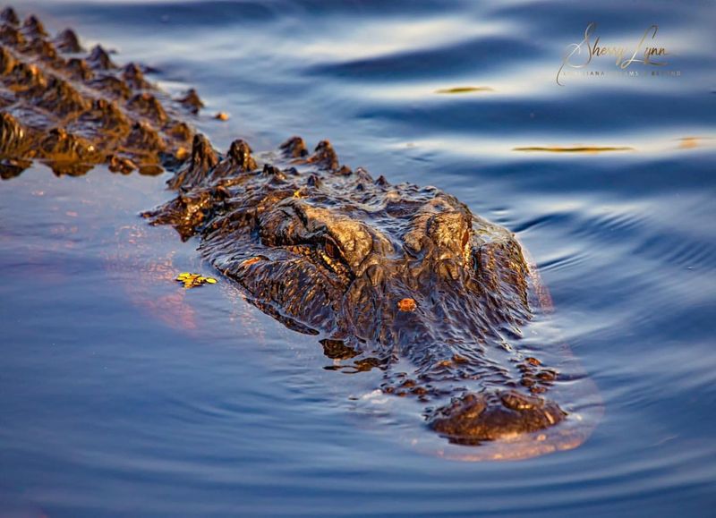 Louisiana's Bayou Behemoth