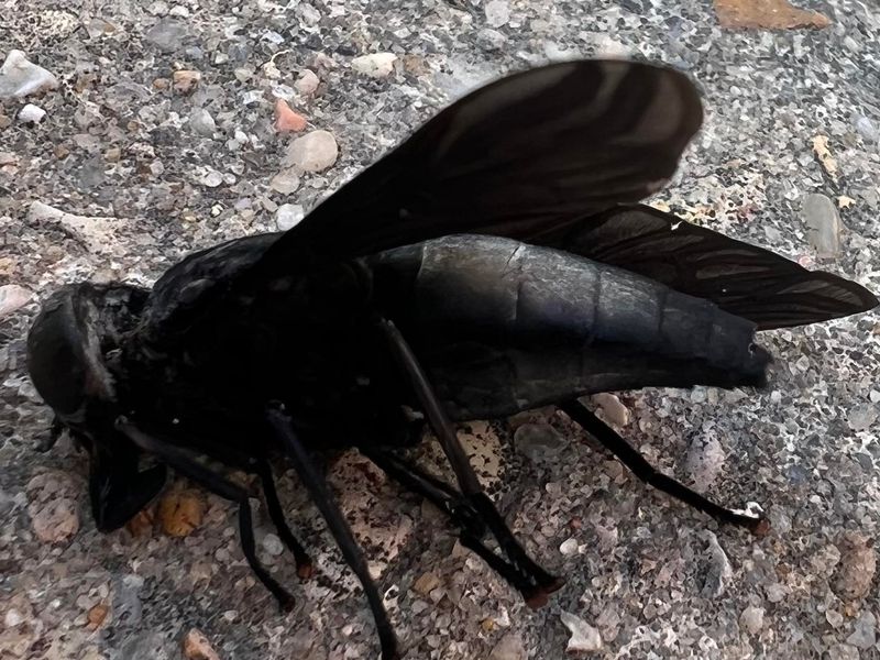 Louisiana's Giant Horsefly