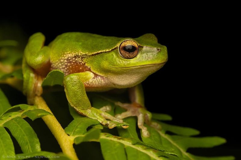 Louisiana