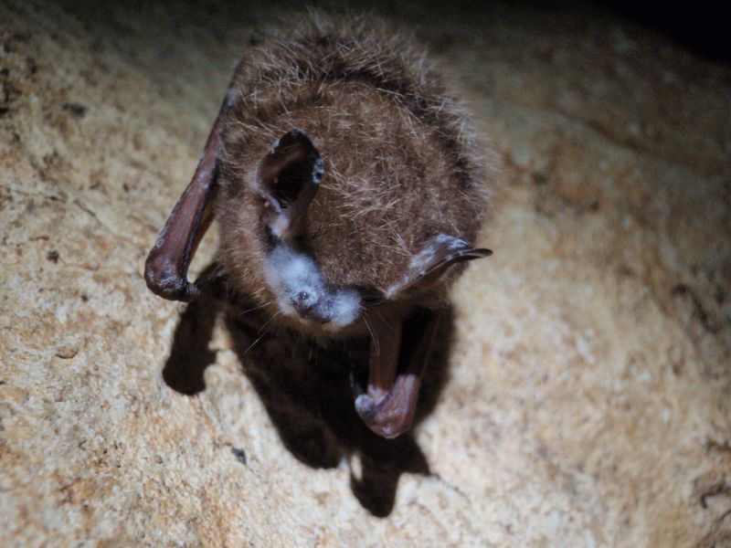 Louisiana's Wetland Bats