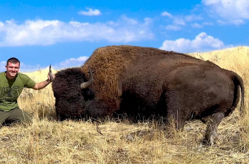 Louisiana Bison