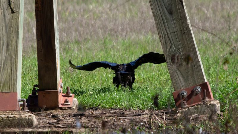 Louisiana - Black Vulture