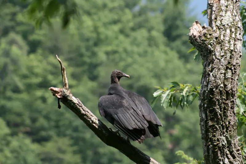 Louisiana - Black Vulture