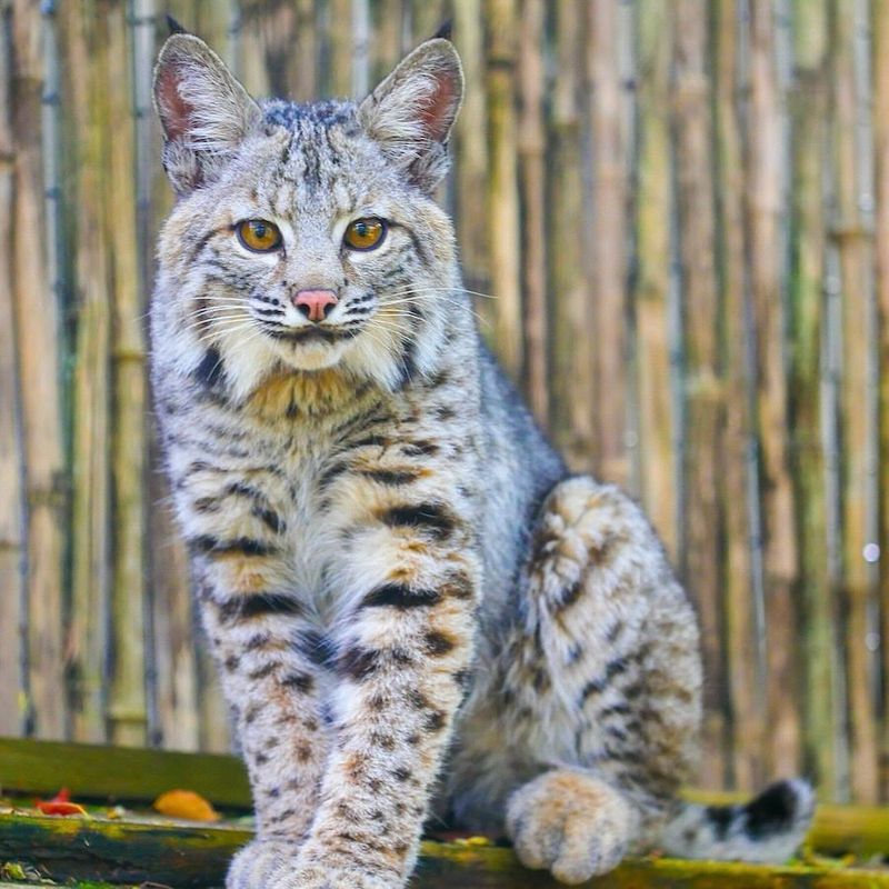 Louisiana - Bobcat