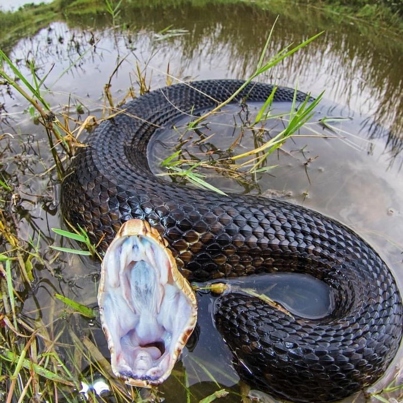 Louisiana - Cottonmouth Snakes