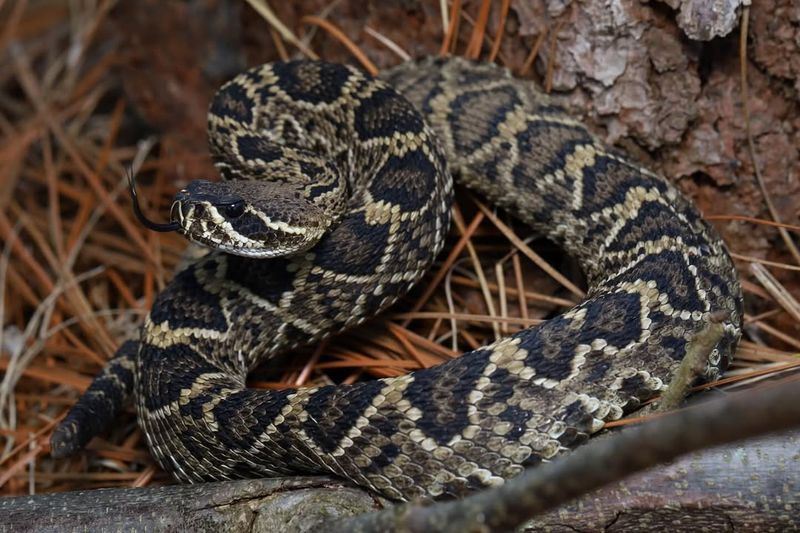 Louisiana - Eastern Diamondback Rattlesnake