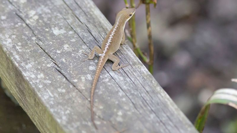 Louisiana Green Anole