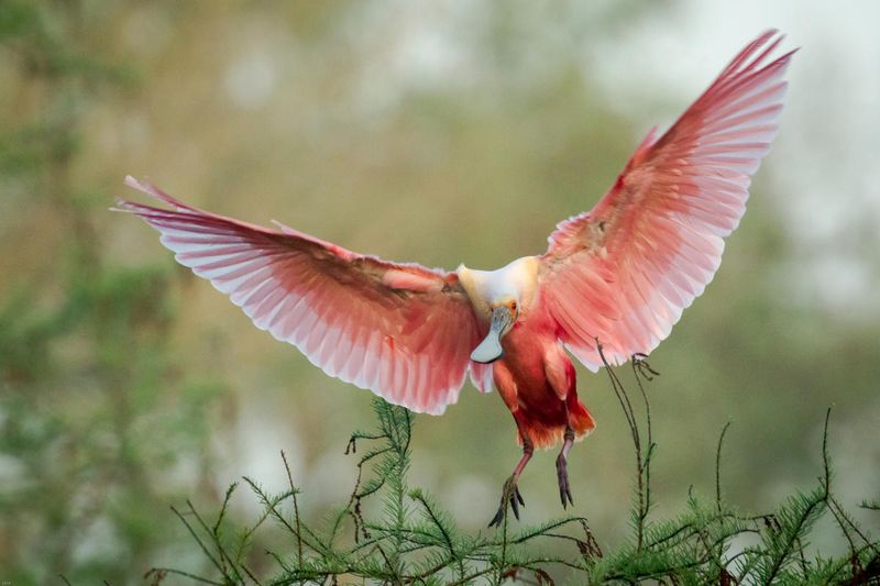 Louisiana: Roseate Spoonbill