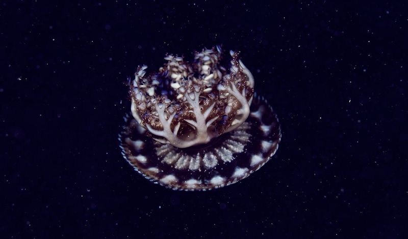 Louisiana - The Huge Upside-Down Jellyfish