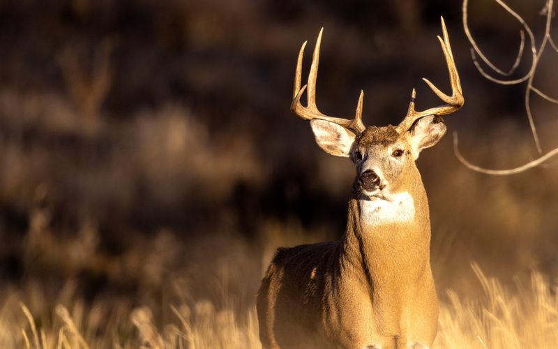 Louisiana - White-Tailed Deer