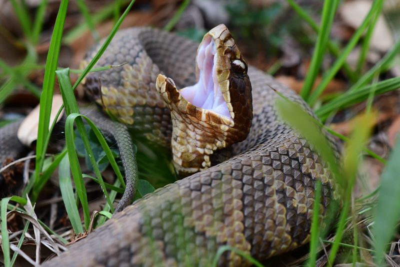 Louisiana