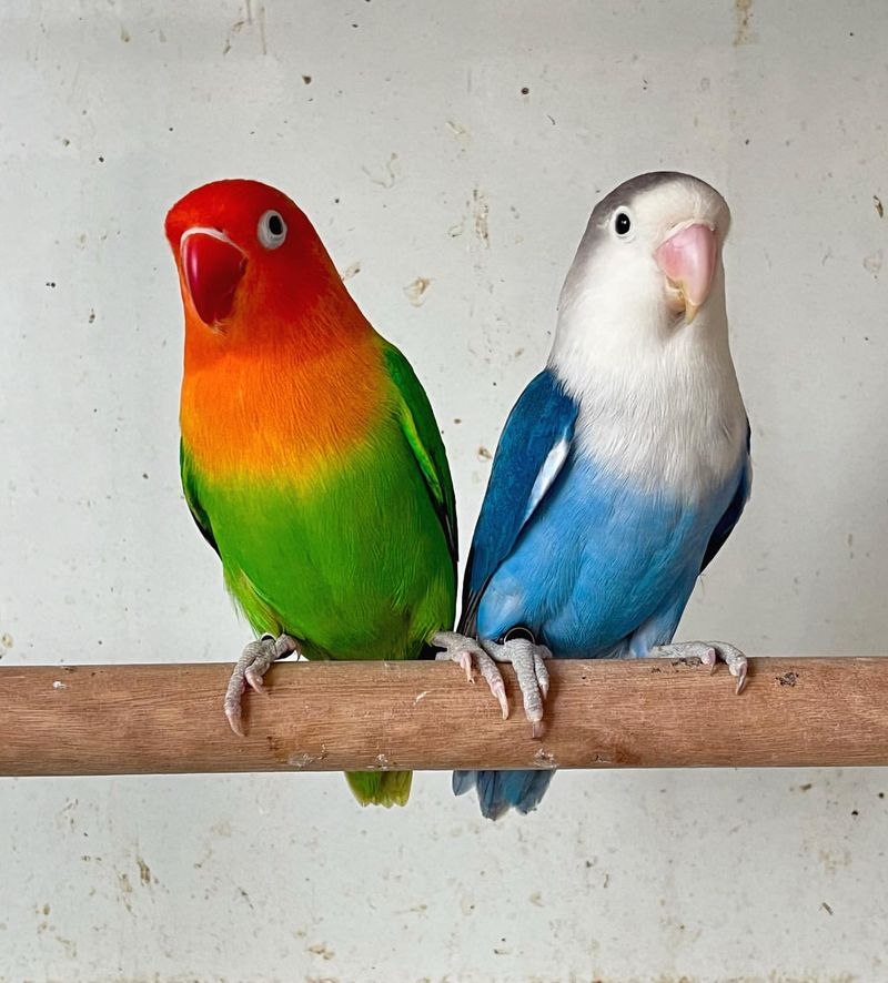 Lovebird