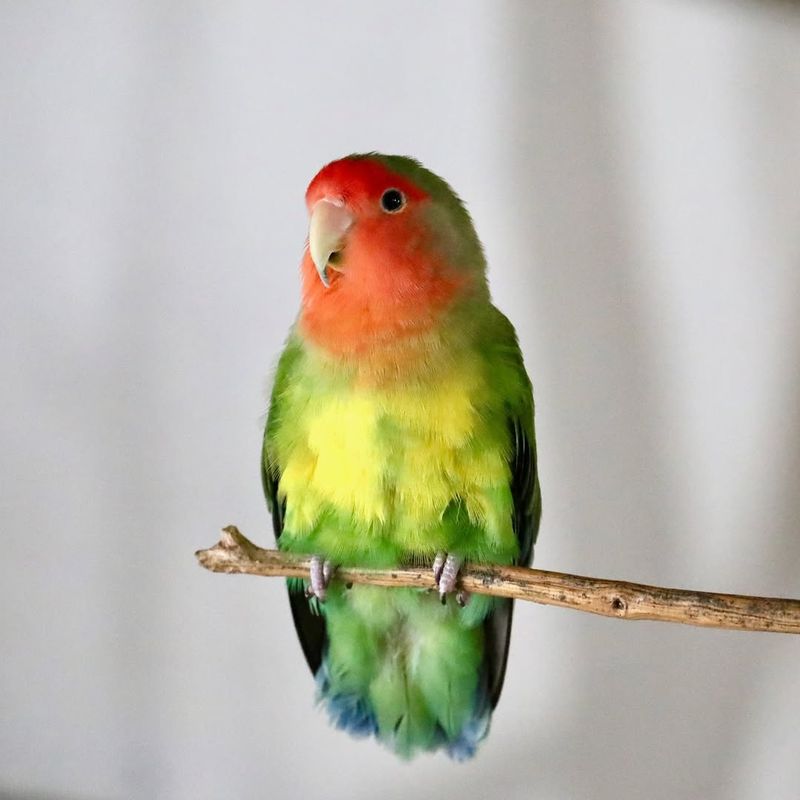 Lovebird