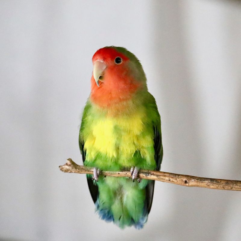 Lovebird