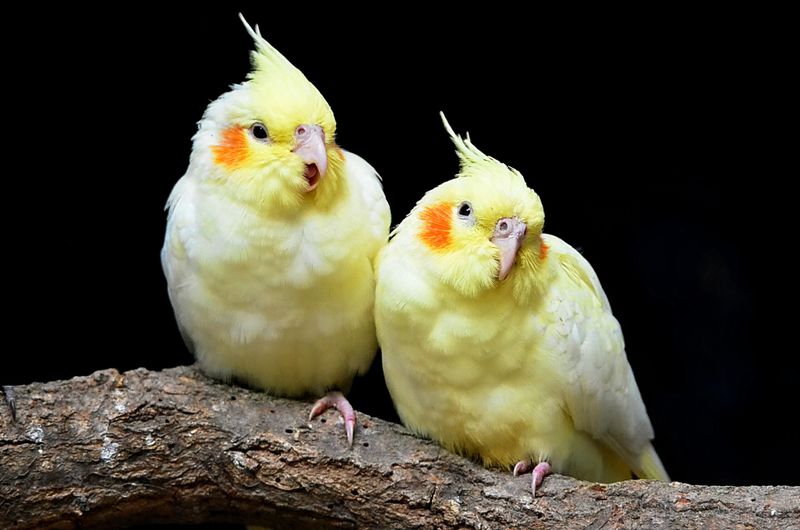 Cockatiels