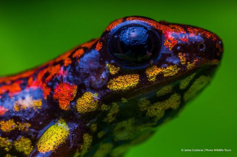 Lovely Poison Frog