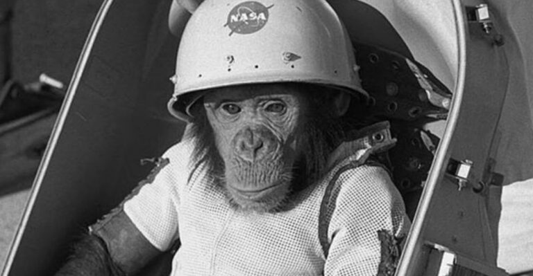 10 Most Famous Wild Animals Of All Time