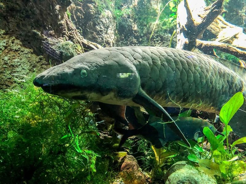 Lungfish