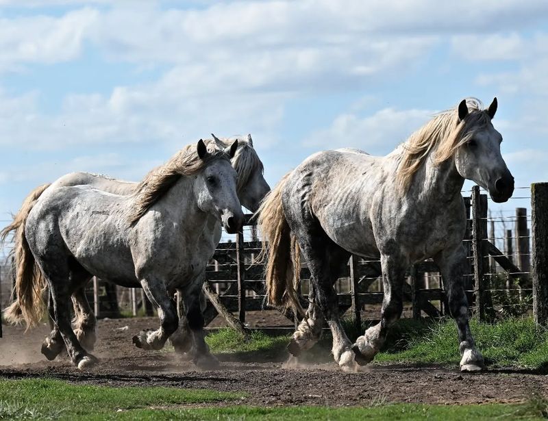 Percheron