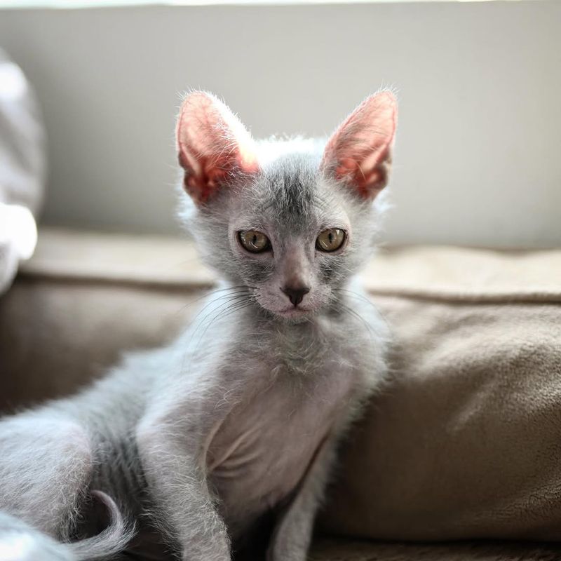 Lykoi Cat