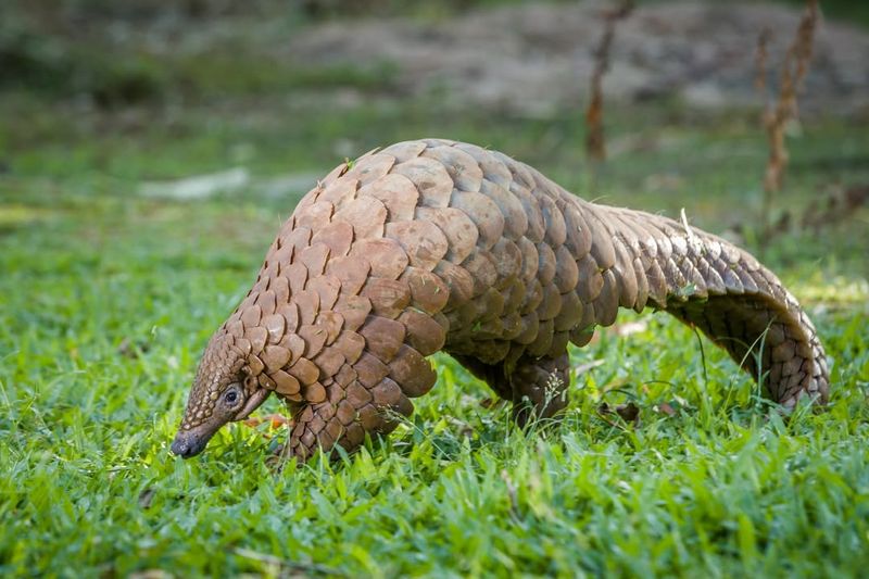 Pangolin – Armor (Scaly Protection)