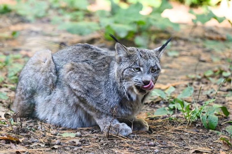 Lynx