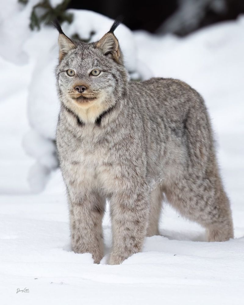 Lynx's Snowy Subterfuge