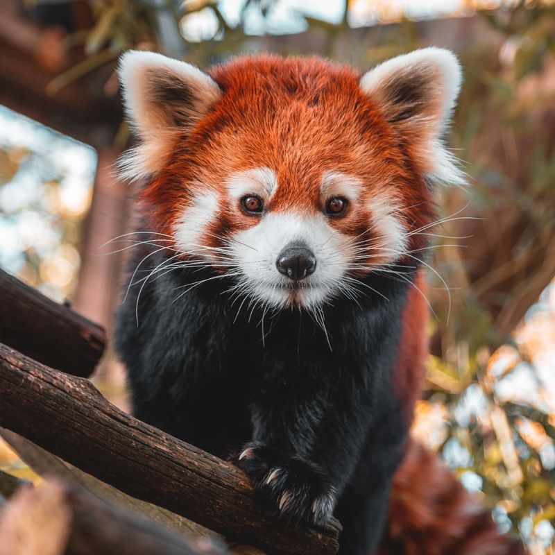 Red Panda