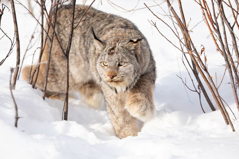 Lynx (Lynx canadensis)