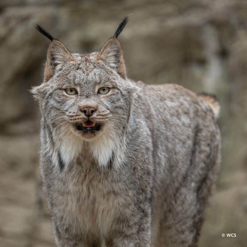 Lynx