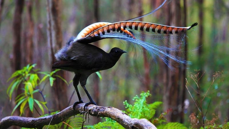 Lyrebird