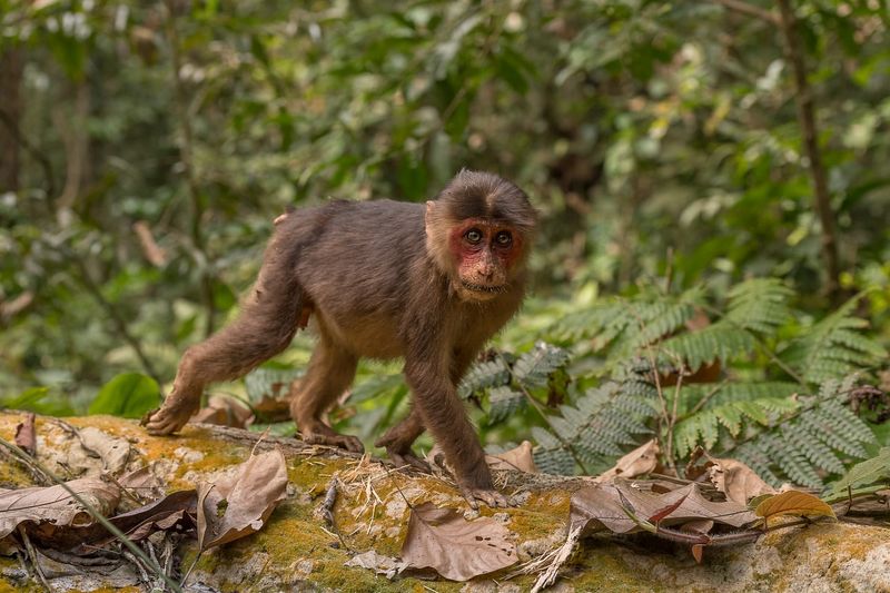 Macaque