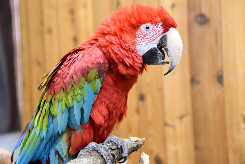 Macaw