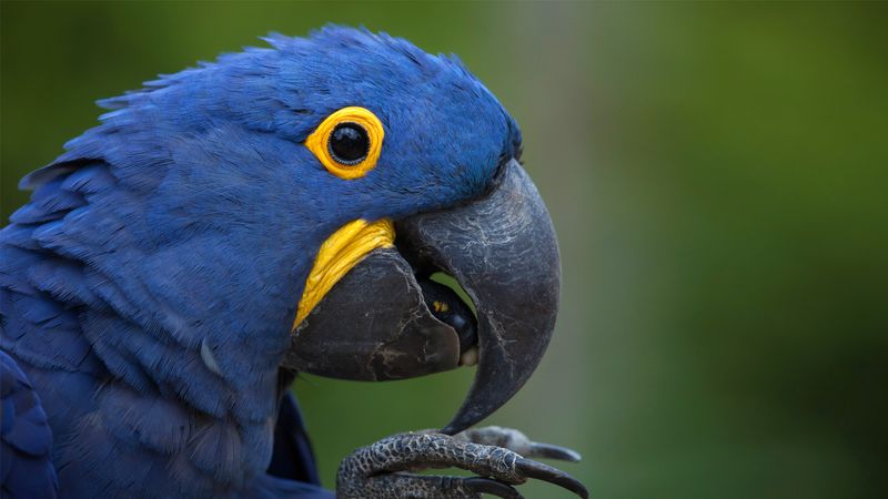 Macaw Lifespan and Social Structure