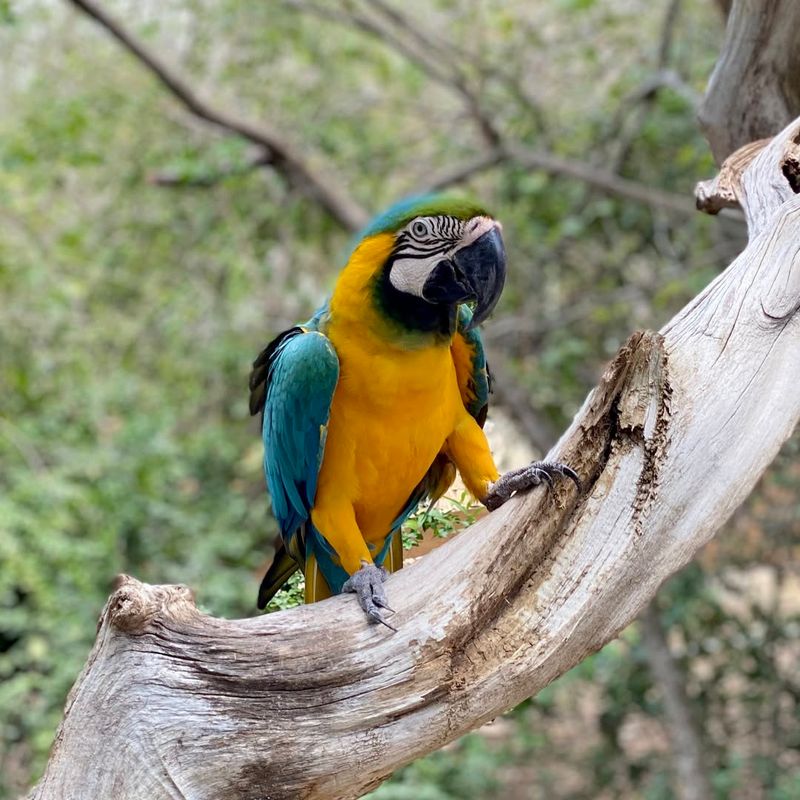 Macaw Parrot