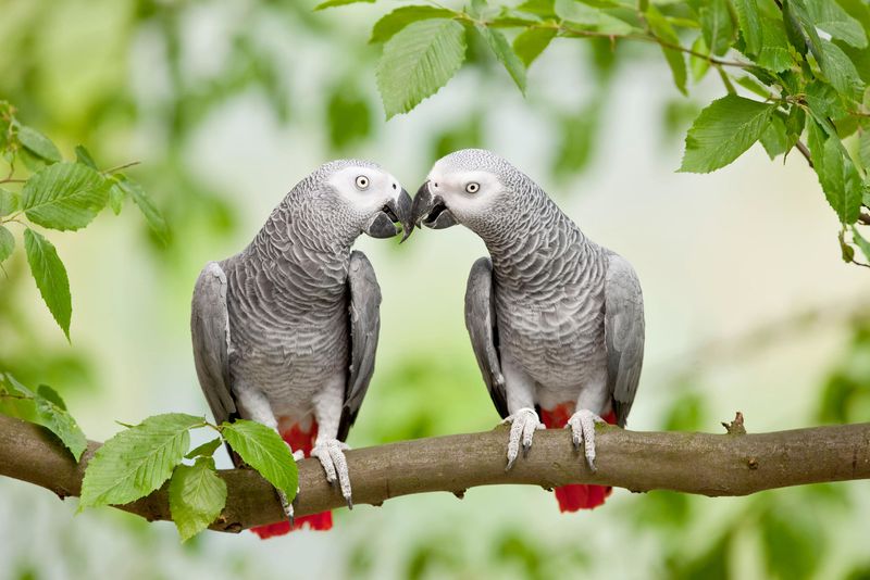 African Grey Parrots