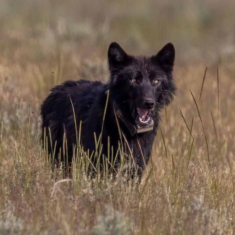 Mackenzie Valley Wolf