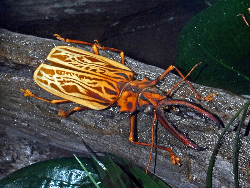 Macrodontia cervicornis