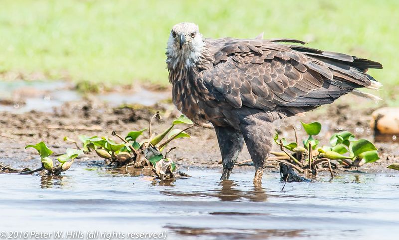 Madagascar Fish Eagle