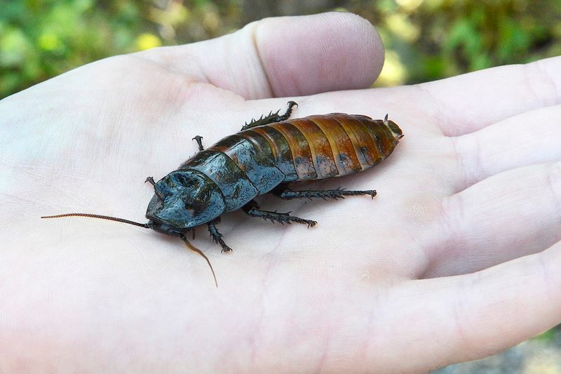 Madagascar Hissing Cockroach