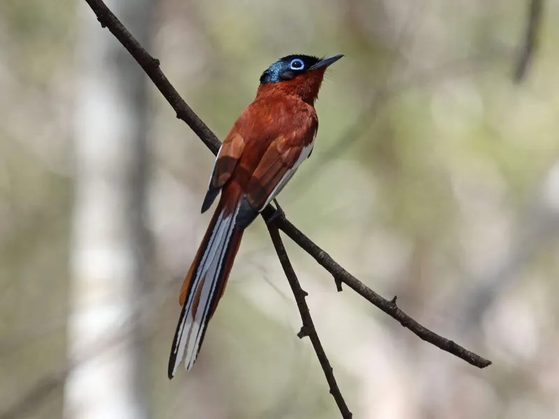 Madagascar Paradise Flycatcher