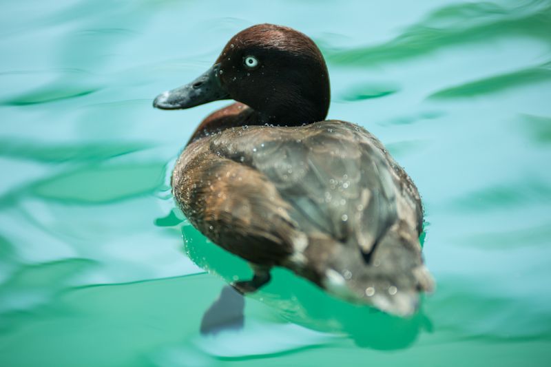 Madagascar Pochard