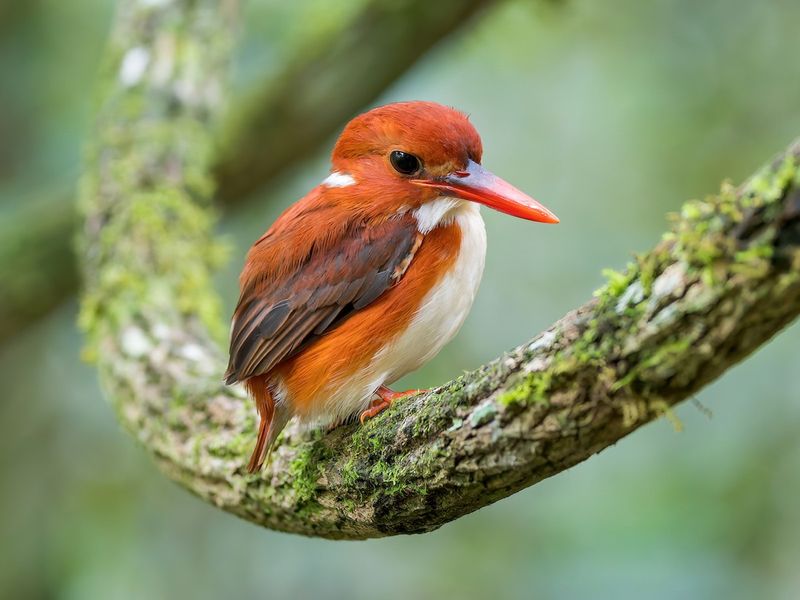 Madagascar Pygmy Kingfisher